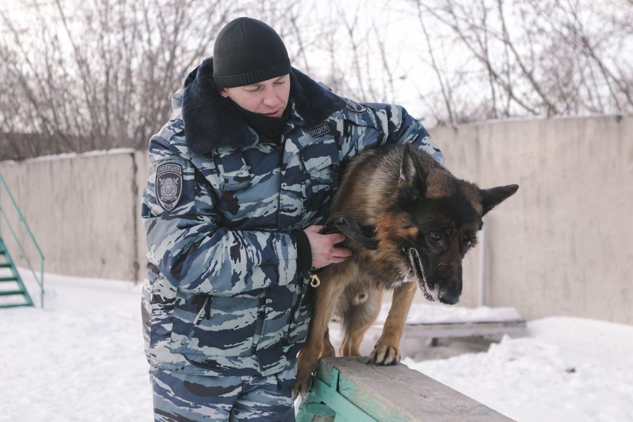 Фото «Можно валяться кверху пузом»: чем занимаются служебные собаки Новосибирска на пенсии 5